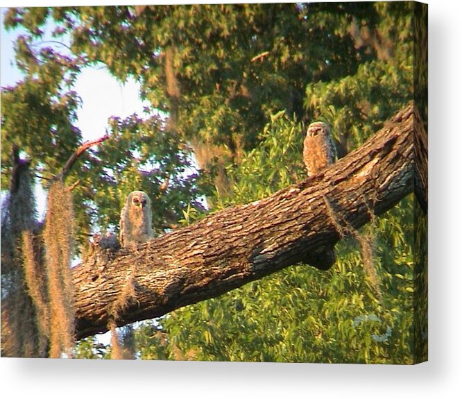 Owl Acrylic Print featuring the photograph Owl Chicks on branch by Robert Norcia