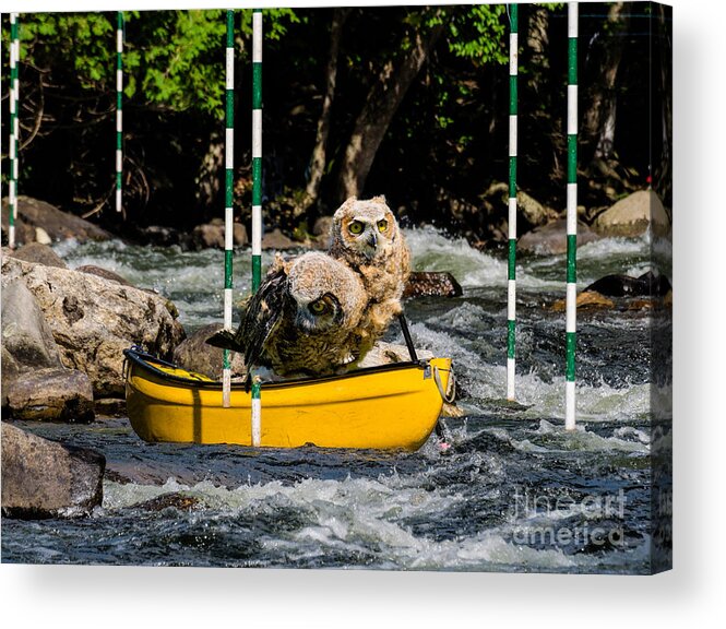 Outdoor Acrylic Print featuring the photograph Owlets In A Canoe by Les Palenik