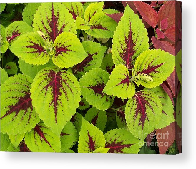 Ornamental Foliage Plants Acrylic Print featuring the photograph Painting From Nature by Lingfai Leung