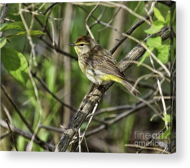Songbird Acrylic Print featuring the photograph Palm Warbler by Jan Killian
