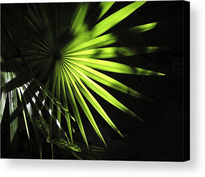 Palmetto Acrylic Print featuring the photograph Palmetto and Rays by Marilyn Hunt