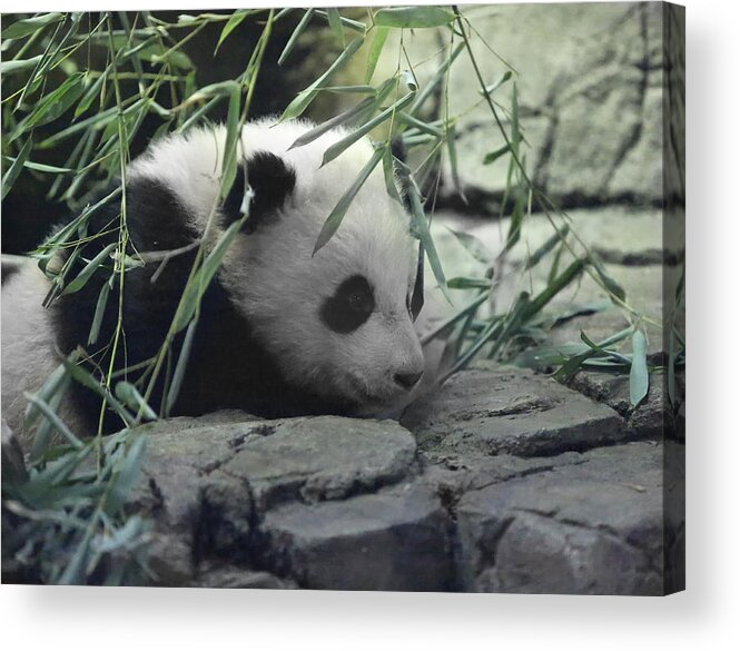 Panda Acrylic Print featuring the photograph Panda Cub Bao Bao by Jack Nevitt