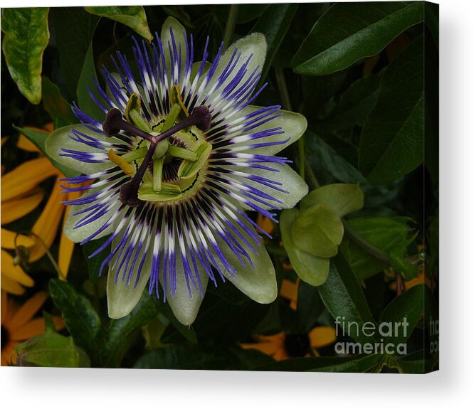 Jane Ford Acrylic Print featuring the photograph Passion Flower by Jane Ford