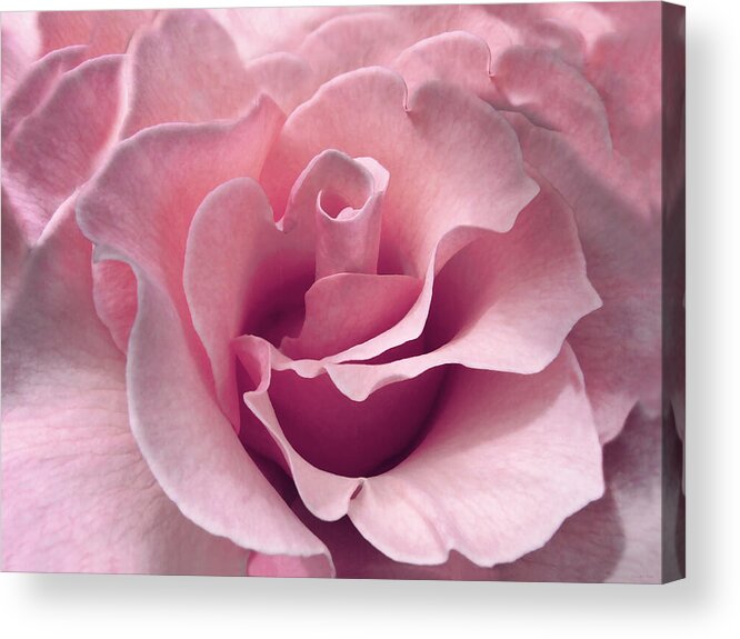 Rose Acrylic Print featuring the photograph Passion Pink Rose Flower by Jennie Marie Schell
