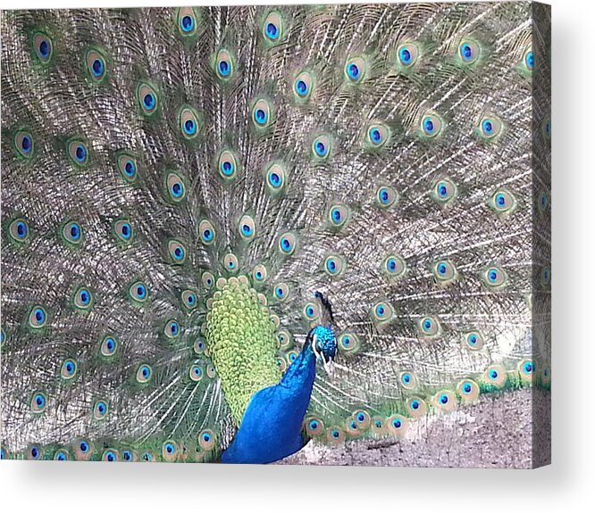 Peacock Acrylic Print featuring the photograph Peacock Bow by Caryl J Bohn