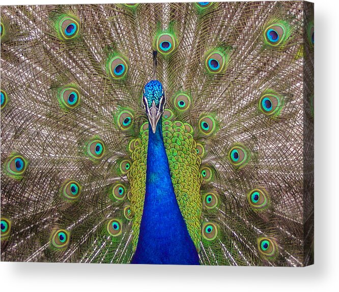 Blue Acrylic Print featuring the photograph Peacock by Leigh Anne Meeks