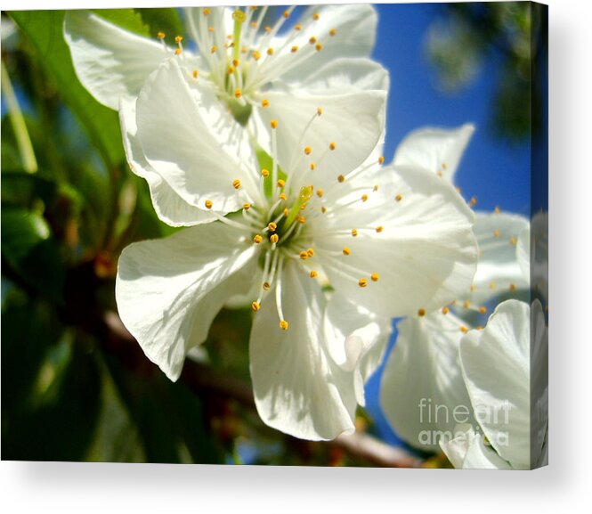 Blossom Acrylic Print featuring the photograph Pear Blossom by Nina Ficur Feenan