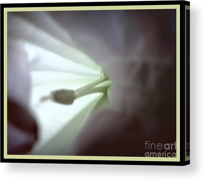 Flower Images Gallery Acrylic Print featuring the photograph Peeping Chiffon by Ernestine Manowarda