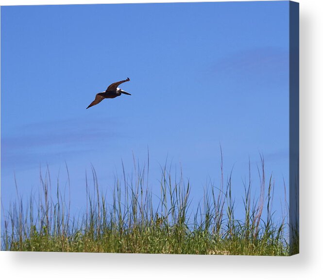 Pelican Acrylic Print featuring the photograph Pelican in Flight 10 by Cathy Lindsey