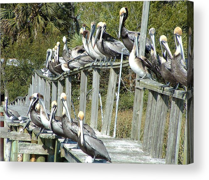 Pelican Acrylic Print featuring the photograph Pelican Party by Audrey Peaty