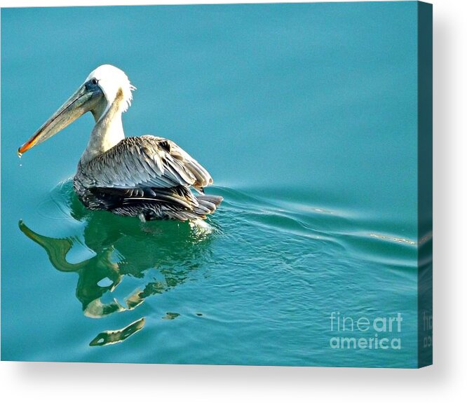 Pelican Acrylic Print featuring the photograph Pelican Swimming by Clare Bevan