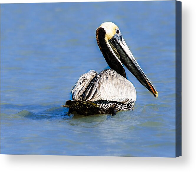 Pelican Acrylic Print featuring the photograph Pelican Swimming by Tammy Ray