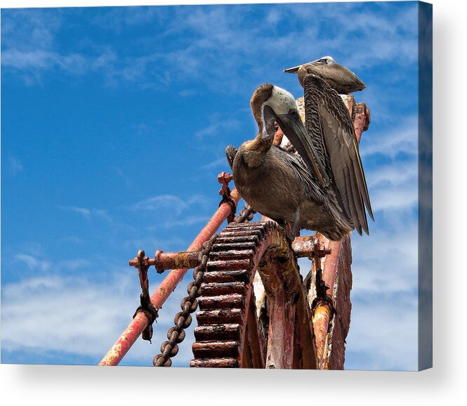 Pelican Acrylic Print featuring the photograph Pelicans in St. Croix by Craig Bowman