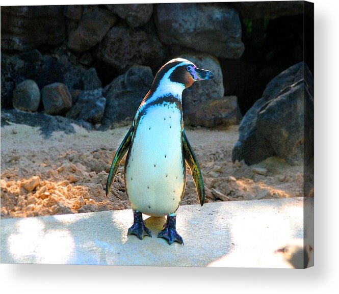 Penguin Acrylic Print featuring the photograph Penguin by Kristine Widney