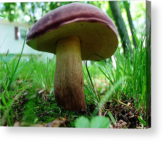 Mushroom Acrylic Print featuring the photograph Pennsylvania Woodland Fungi 2 by Richard Reeve