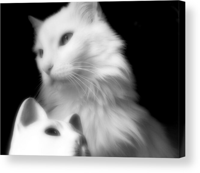 Turkish Angora Acrylic Print featuring the photograph Pensive Turkish Angora by Aurelio Zucco