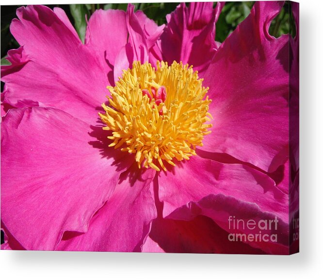 Peony In Spring Acrylic Print featuring the photograph Peony In Spring by Paddy Shaffer