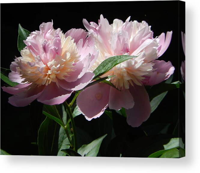 Pink Peonies Acrylic Print featuring the photograph Peony Pair by Betty-Anne McDonald