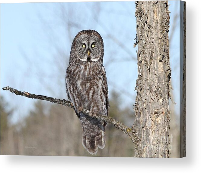 Great Grey Owl Acrylic Print featuring the photograph Perching perfect by Heather King