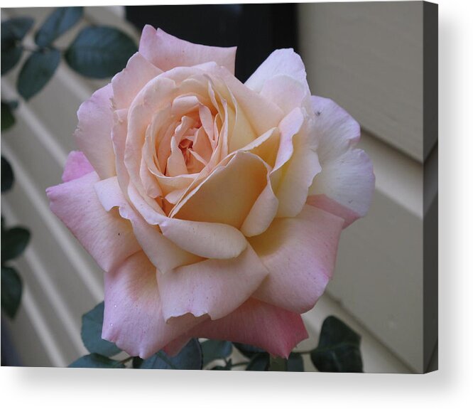 Rose Acrylic Print featuring the photograph Perfect Blushing October Rose by Barbara McDevitt
