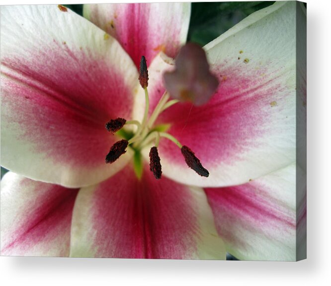 Agriculture Acrylic Print featuring the photograph Petals of Watermelon by Mike Podhorzer