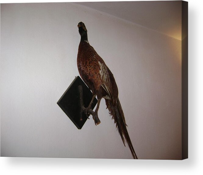 Birds Acrylic Print featuring the photograph Pheasant by Moshe Harboun