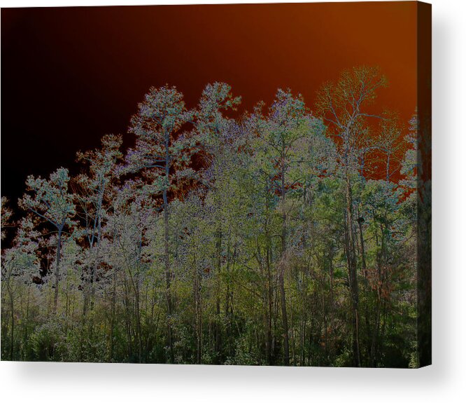 Abstract Acrylic Print featuring the photograph Pine Forest by Connie Fox