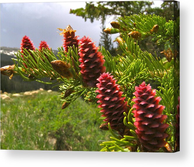Colorado Acrylic Print featuring the painting Pine Forest Sense by Alan Johnson