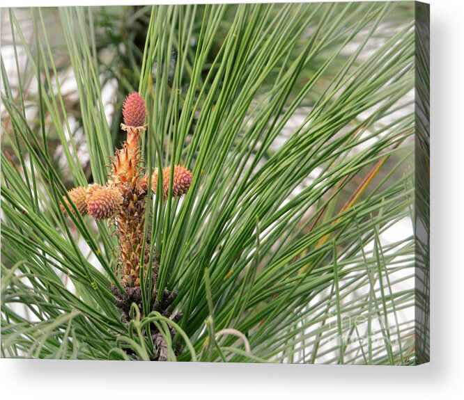 Tree Acrylic Print featuring the photograph Pine Tree Cross for Easter by Ella Kaye Dickey