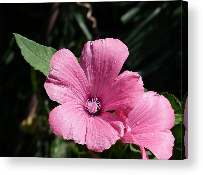 Flowers Acrylic Print featuring the painting Pink beauty by Janina Suuronen