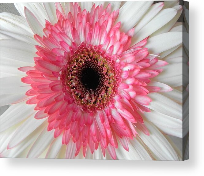Mandalas Acrylic Print featuring the digital art Pink Daisy Flower by Diane Lynn Hix