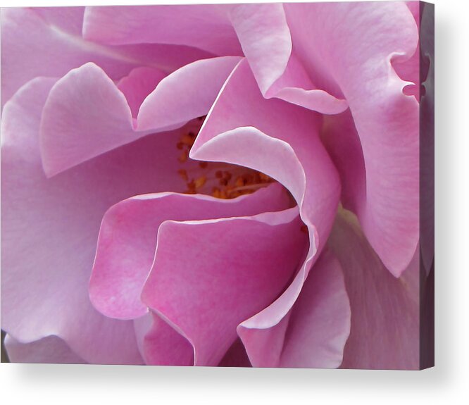 Pink Rose Acrylic Print featuring the photograph Pink Delight by Tikvah's Hope
