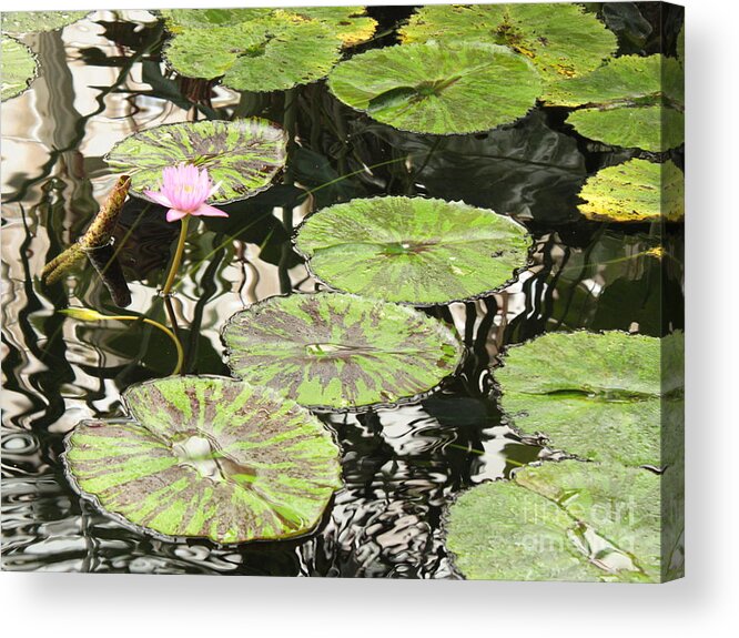 Pond Acrylic Print featuring the photograph One Pink Water Lily with Lily Pads by Carol Groenen