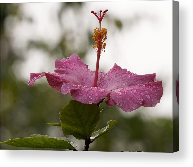 Hibiscus Acrylic Print featuring the photograph Pink Hibiscus in the rain by Inge Riis McDonald