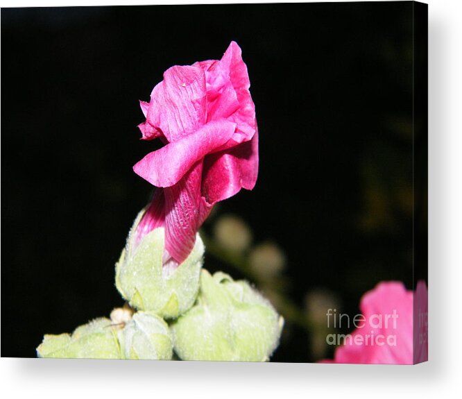 Pink Acrylic Print featuring the photograph Pink Hollyhock by Ann E Robson
