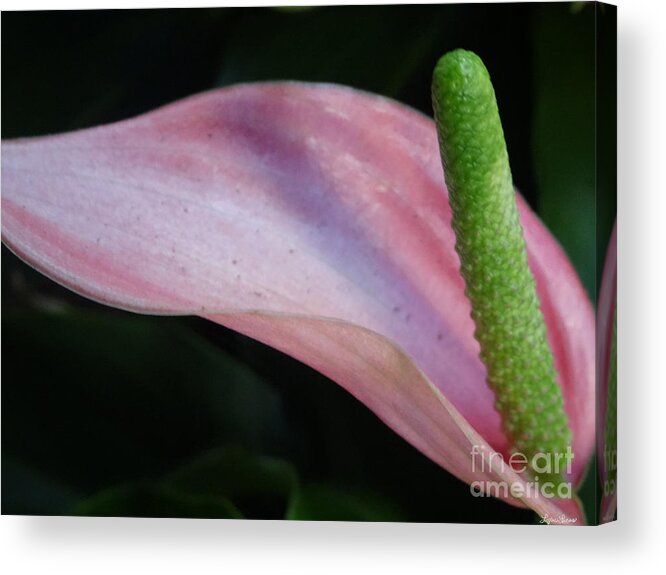 Flower Acrylic Print featuring the photograph Pink Lily by Lyric Lucas