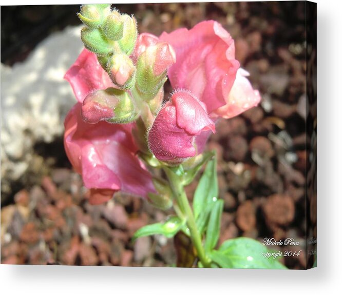 Pink Flower Acrylic Print featuring the photograph Unlimited Brilliance by Michele Penn