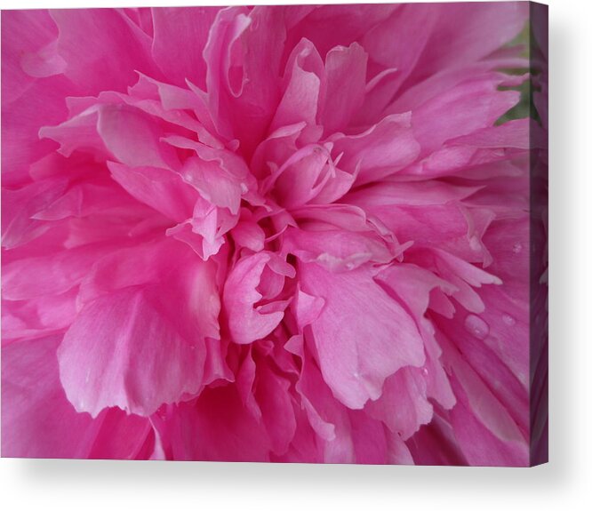 Peony Acrylic Print featuring the photograph Pink Peony by Diannah Lynch