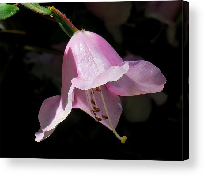 Pink Rhododendron Blossom Acrylic Print featuring the photograph Pink Rhododendron Blossom by Lena Photo Art