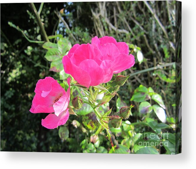 Pink Roses Flower Floral Acrylic Print featuring the photograph Pink roses by Denise Cicchella