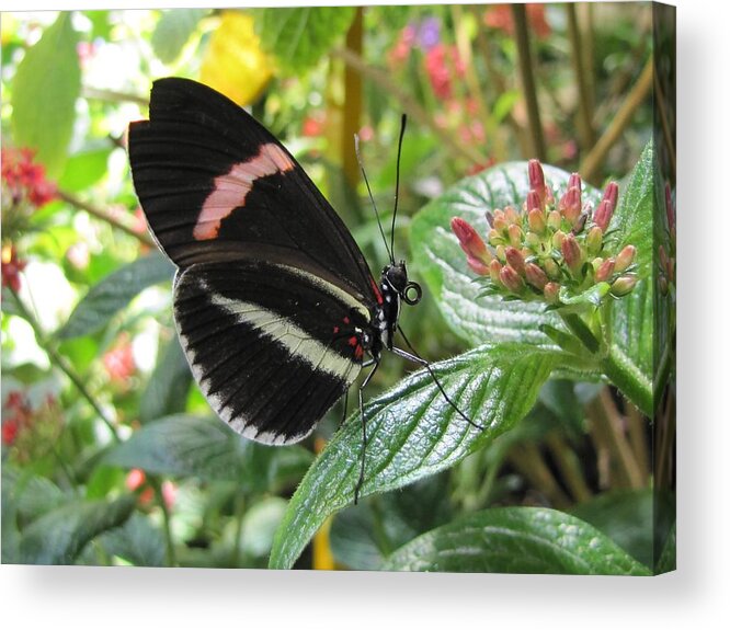 Wings Acrylic Print featuring the photograph Pink Stripe by Jennifer Wheatley Wolf