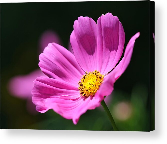 Pink Acrylic Print featuring the photograph Pink by Tracy Male