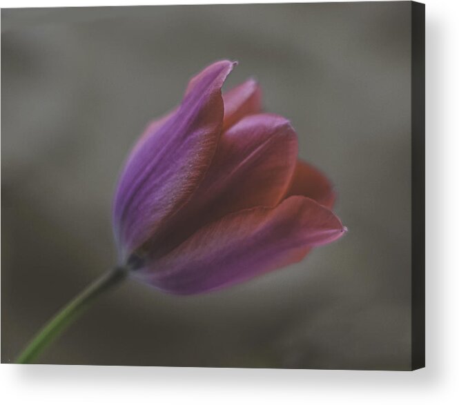 Pink Tulip Acrylic Print featuring the photograph Pink Tulip by Ron Roberts