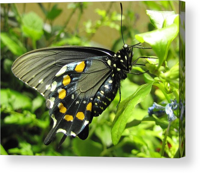 Butterfly Acrylic Print featuring the photograph Pipevine Swallowtail by Jennifer Wheatley Wolf