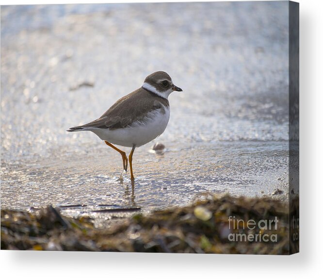 Pipingplover Acrylic Print featuring the photograph Piping Plover 091613-01 by Gene Marchand