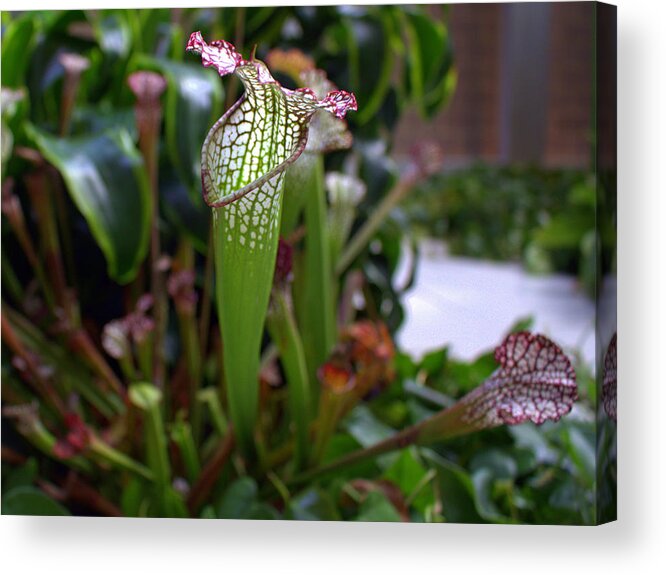 Pitcher Plant Acrylic Print featuring the photograph Pitcher Plant by Mindy Newman