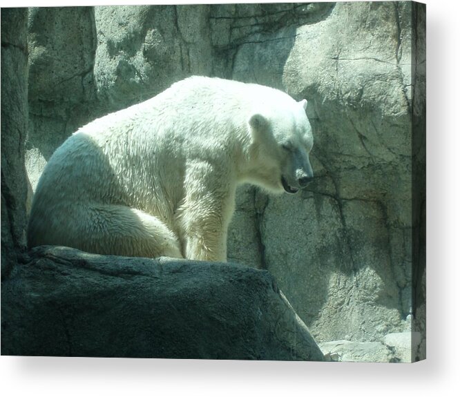 Wildlife Acrylic Print featuring the photograph Polar Bear by Fortunate Findings Shirley Dickerson