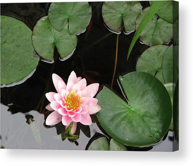 Lily Acrylic Print featuring the photograph Pond Lily by Dean Ginther