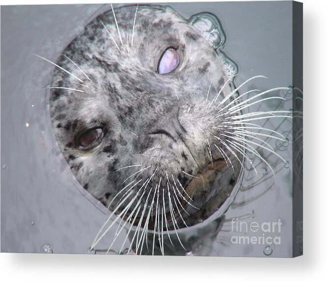 Animals Acrylic Print featuring the photograph Popeye by Laura Wong-Rose
