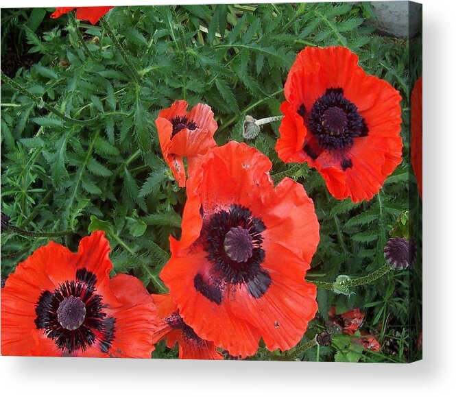 Flowers Acrylic Print featuring the photograph Poppies in June by Susan Voidets